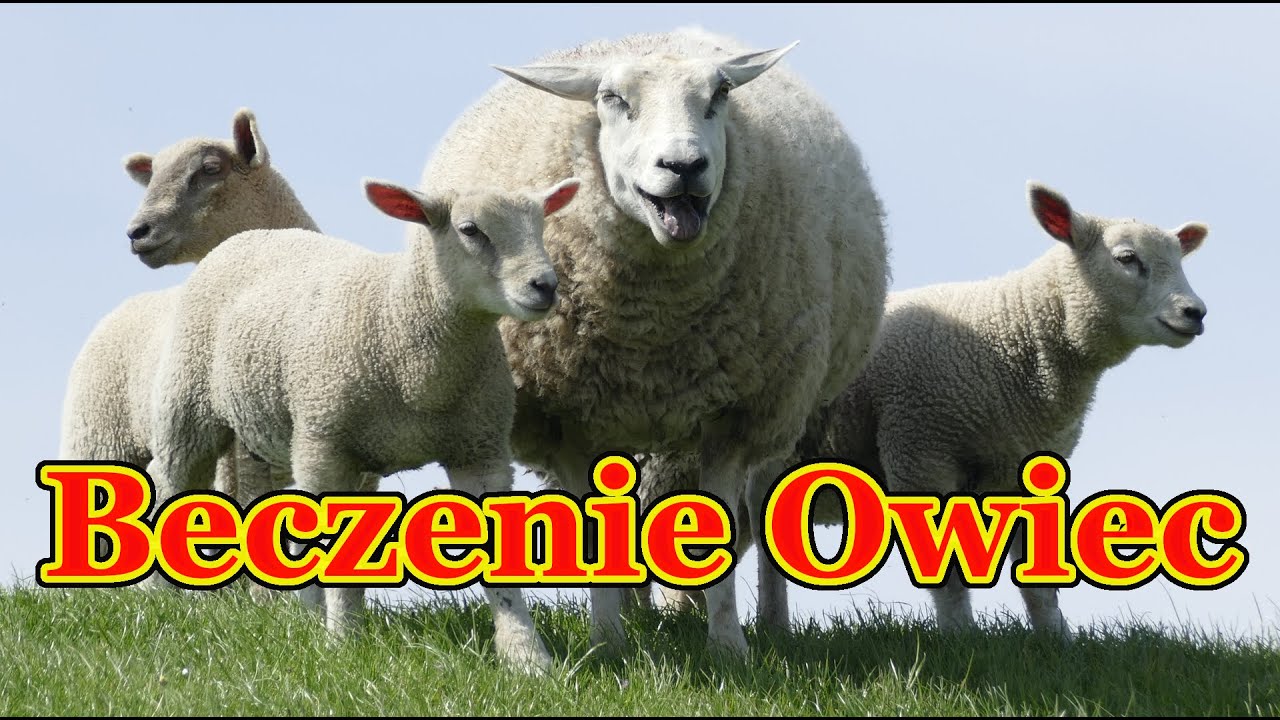 Beczenie owiec 🐑 odgłosy jakie wydają owce