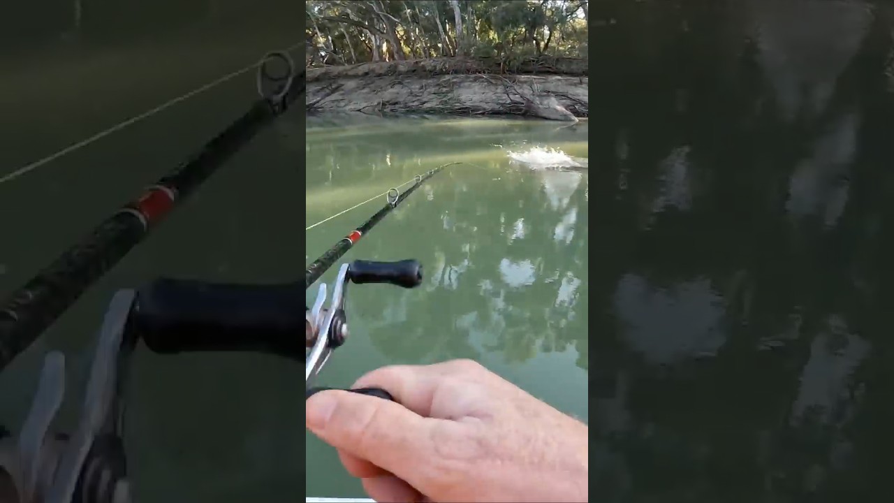 Murray Cod chasing lure over log!