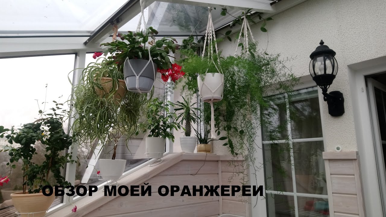 ОБЗОР МОЕЙ ОРАНЖЕРЕИ/ КОМНАТНЫЕ РАСТЕНИЯ