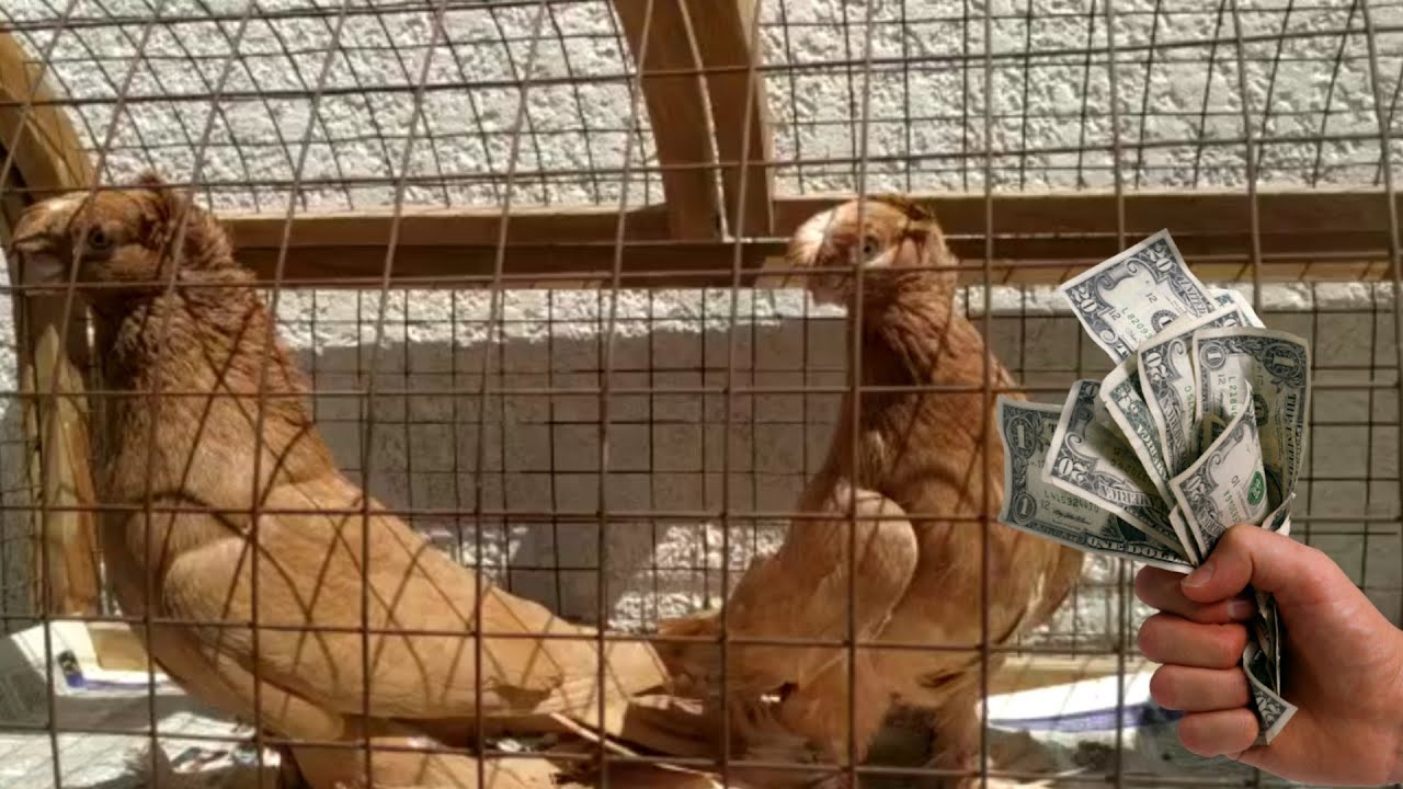 ХОРОШИЕ РАЗНЫЕ МАСТИ. Узбекские двухчубые голуби. Tauben. Pigeons
