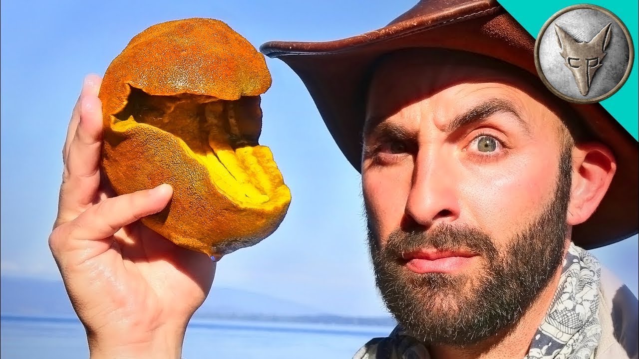 Pacman Morski - Niezwykłe odkrycia w przypływach | Brave Wilderness Polski