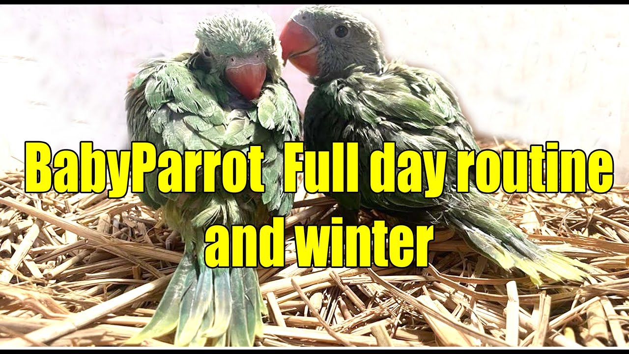 #parrot
55 days baby Parrot Full day routine and winter care