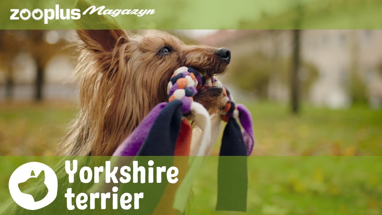 🐕 Yorkshire Terrier &ndash; Przewodnik po rasie york | zooplus.pl