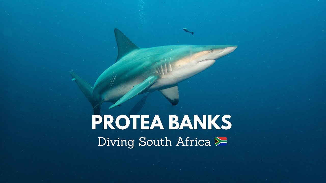 PROTEA BANKS SHARK DIVING | Bull Sharks, Hammerheads & Raggies | South Africa