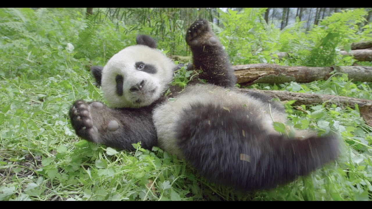 ZEMLYA TLR F EN RU RU 51 2K 20180226 VF HD1080