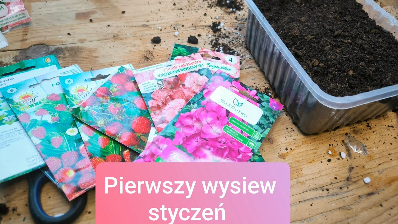 Pierwsze wysiewy w styczniu. Jakie nasiona wysiać jako pierwsze? Kwiaty i owoce z własnej rozsady 🌷🌹