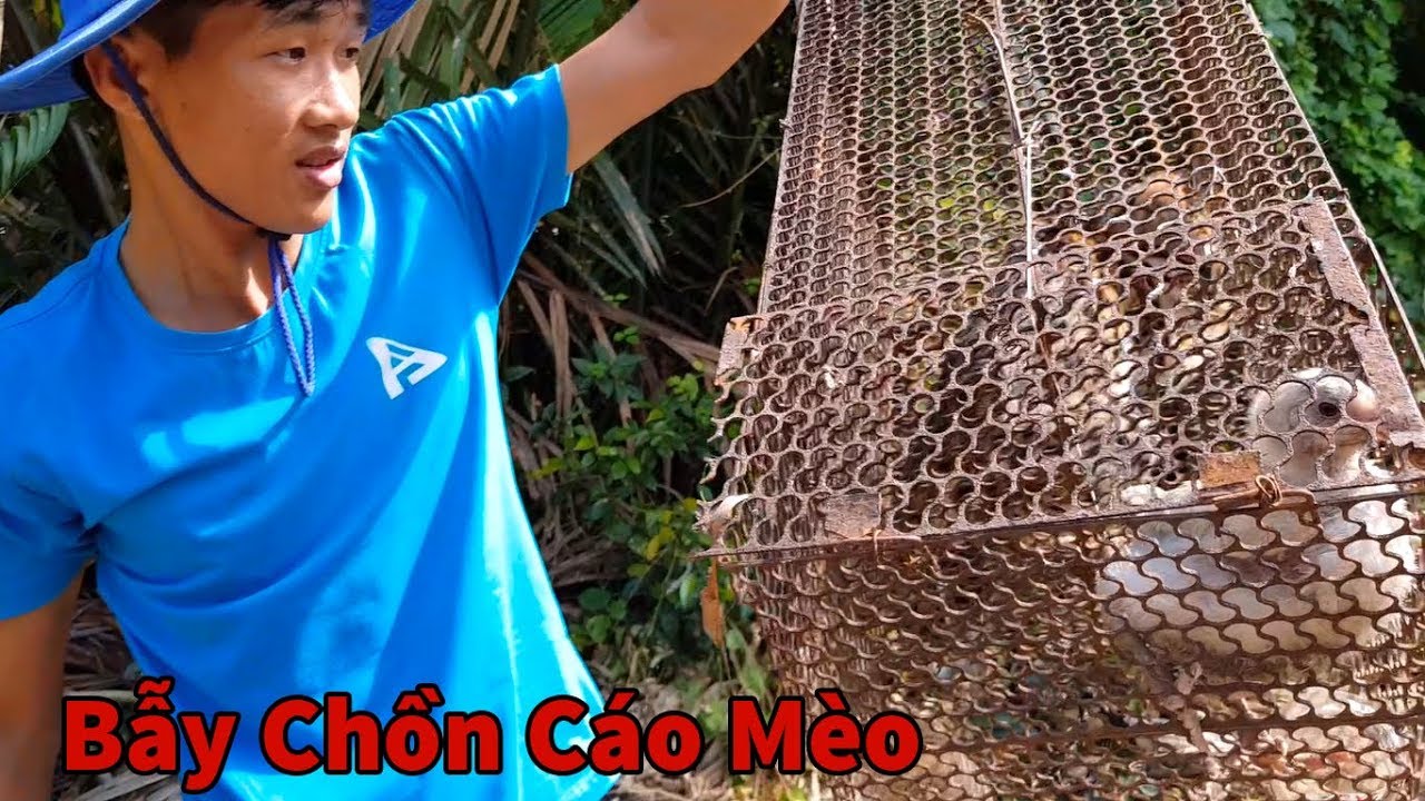 Vật Nuôi Trong Nhà Bị Con Gì Bắt, Đặt Bẫy Ai Ngờ Dính Được Con Này | KVL
