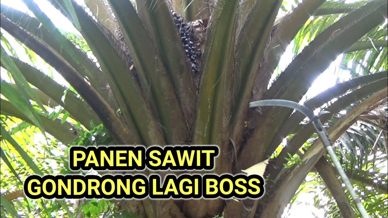 Panen sawit gondrong lagi gess !! panen sawit pokok rendah !?!