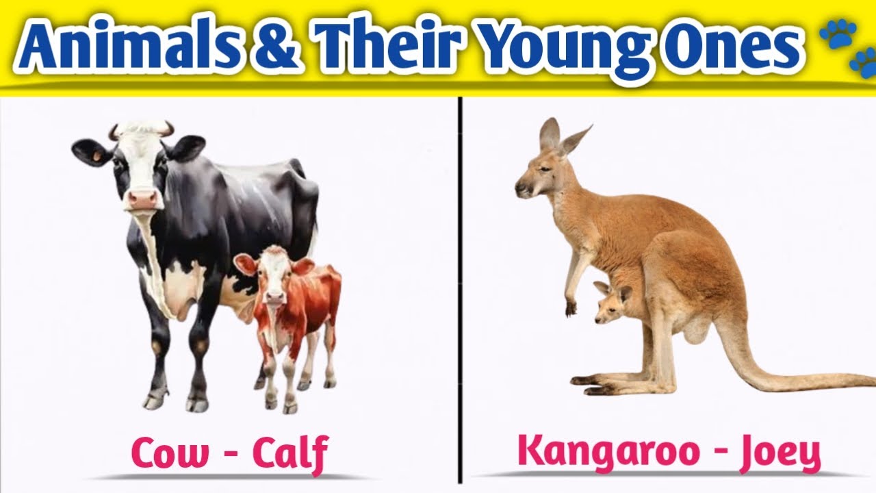 Do You Know These 20 Animals and Their Baby Names? 🐶🦁 | Animals and Their Young Ones l