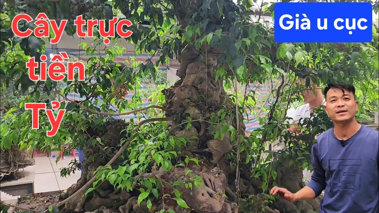Chiêm ngưỡng cây sanh dáng trực tiền tỷ mà phê quá