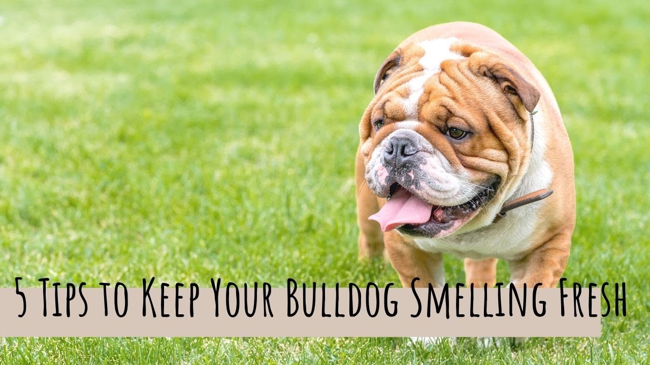 How to Get Rid of a Bulldog Smell