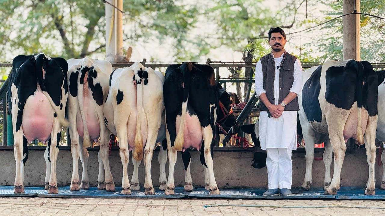 Biggest Dairy Farm in Punjab || HF Breed with 45 Liter Milk || Gurwinder Dairy Farm