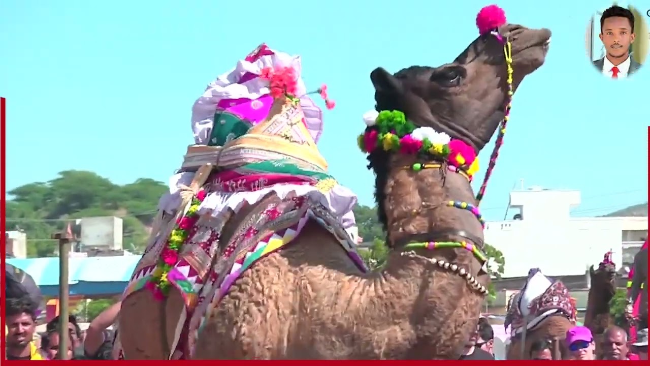 Tartanka Qoobka Ciyaarka Geela oo la qabtay iyo tababar adag oo la marsiiyo geela ka qeyb galaya