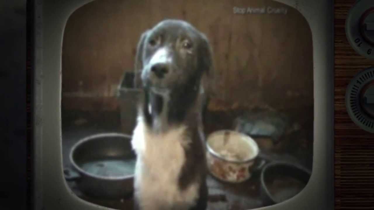 What does the public think of HSUS?