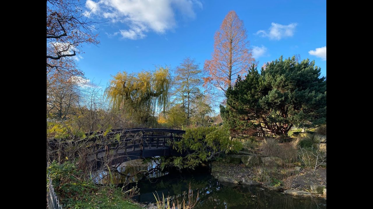 Winter Regent's Park Japanese Garden Mary's Rose Garden nature&bird lovers Robin singing Bird-watch
