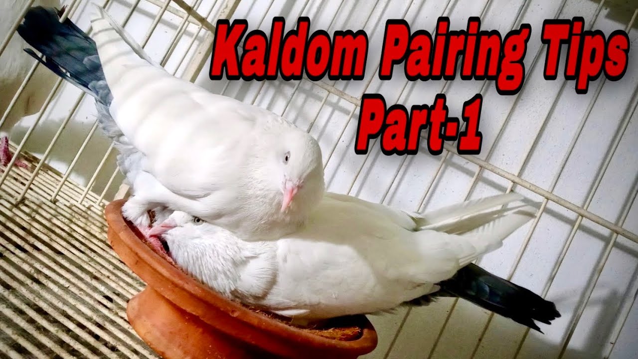 kaldom Pigeon Pairing / কালদম কিভাবে পেয়ার করলে ভালো কোয়ালিটি বাচ্চা পাবেন (Part-1)    @KaldomWorld