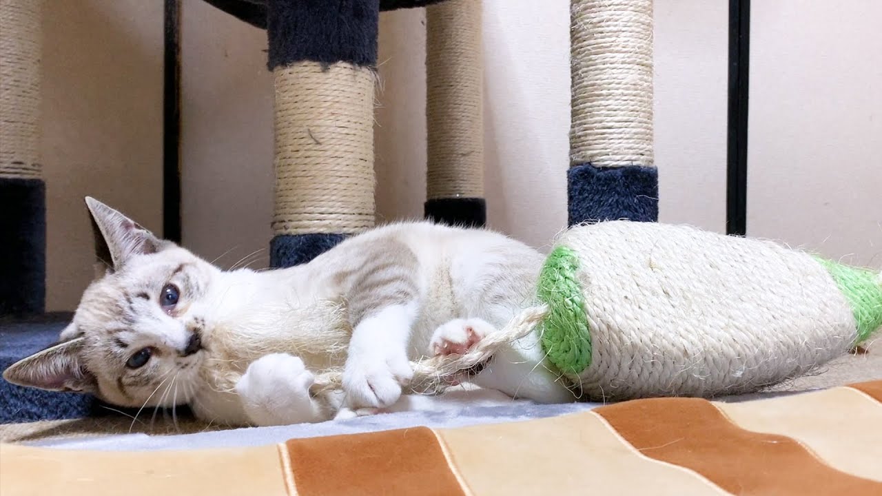 はしゃぎすぎてお姉ちゃん猫に怒られちゃった子猫♥