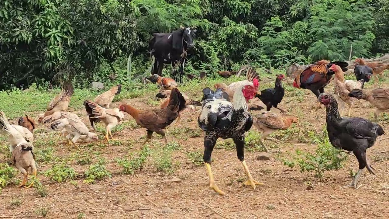 Backyard chickens, rooster, chicks, hen sound/food for poultry chickens /country chicken sound/murgi