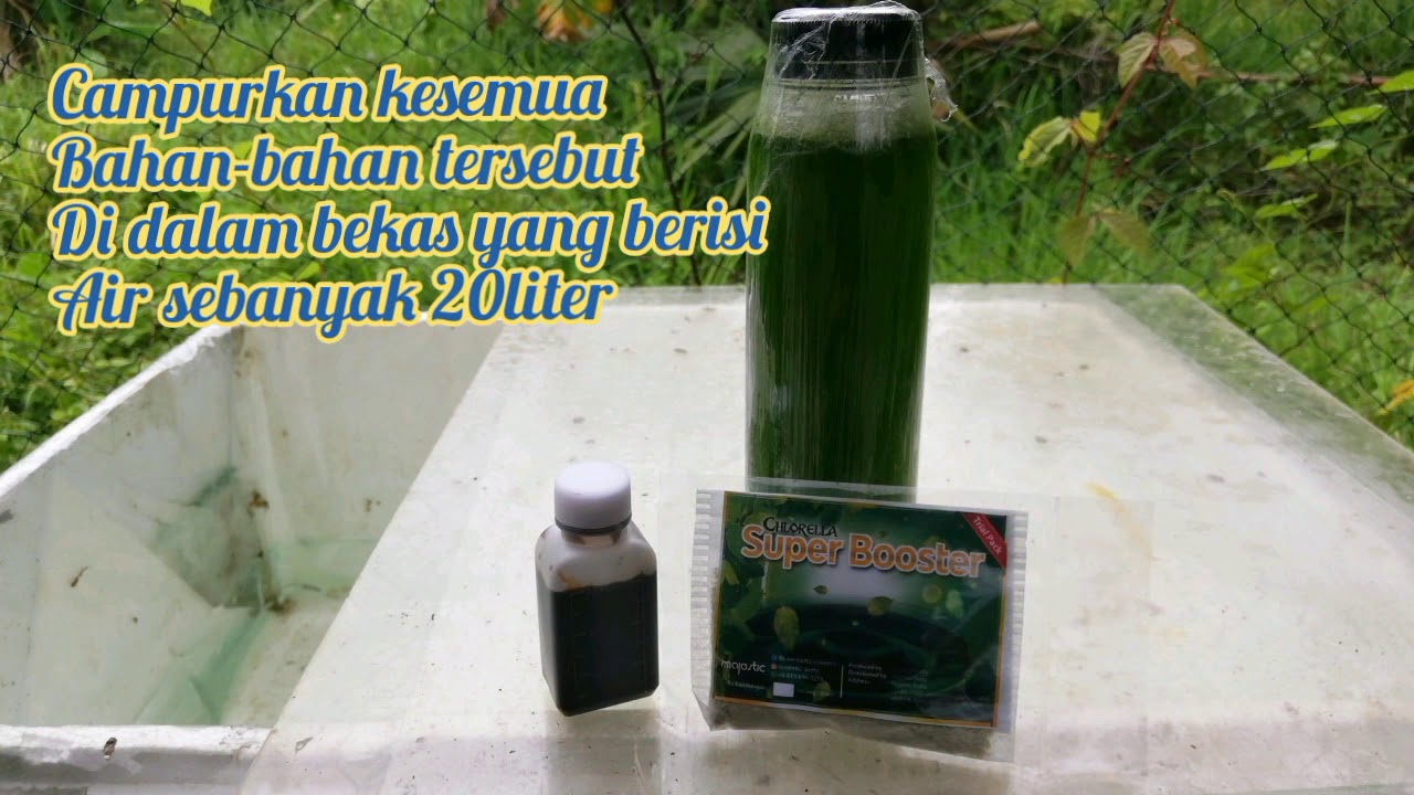 How to make green water chlorella