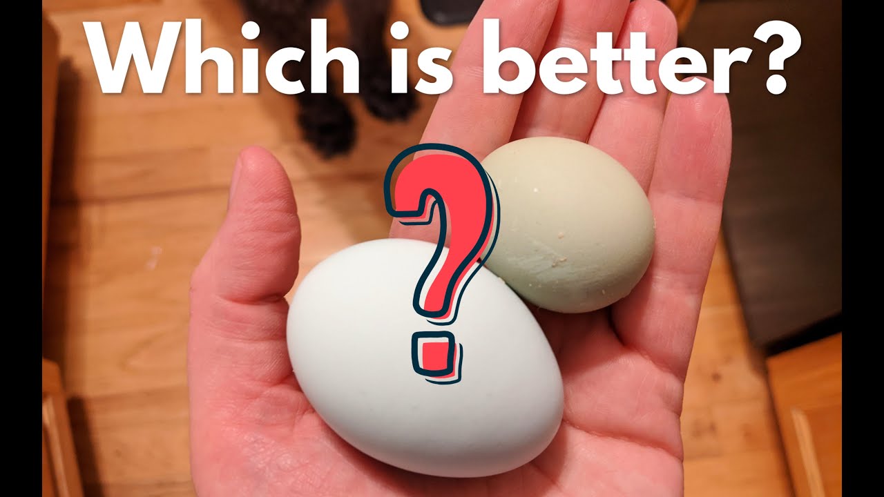 What's the Difference? Fresh Eggs Vs Store-Bought Eggs