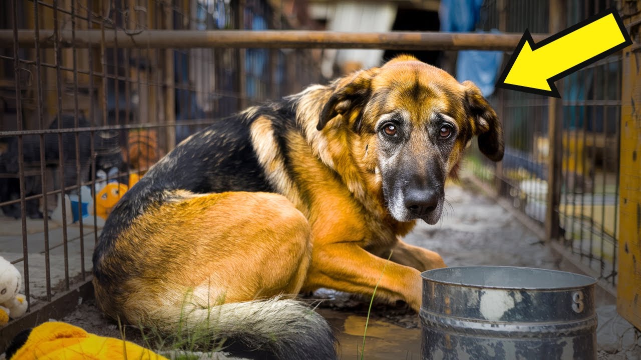 Il pastore tedesco del rifugio realizza di essere stato adottato, poi accade qualcosa di incredibile