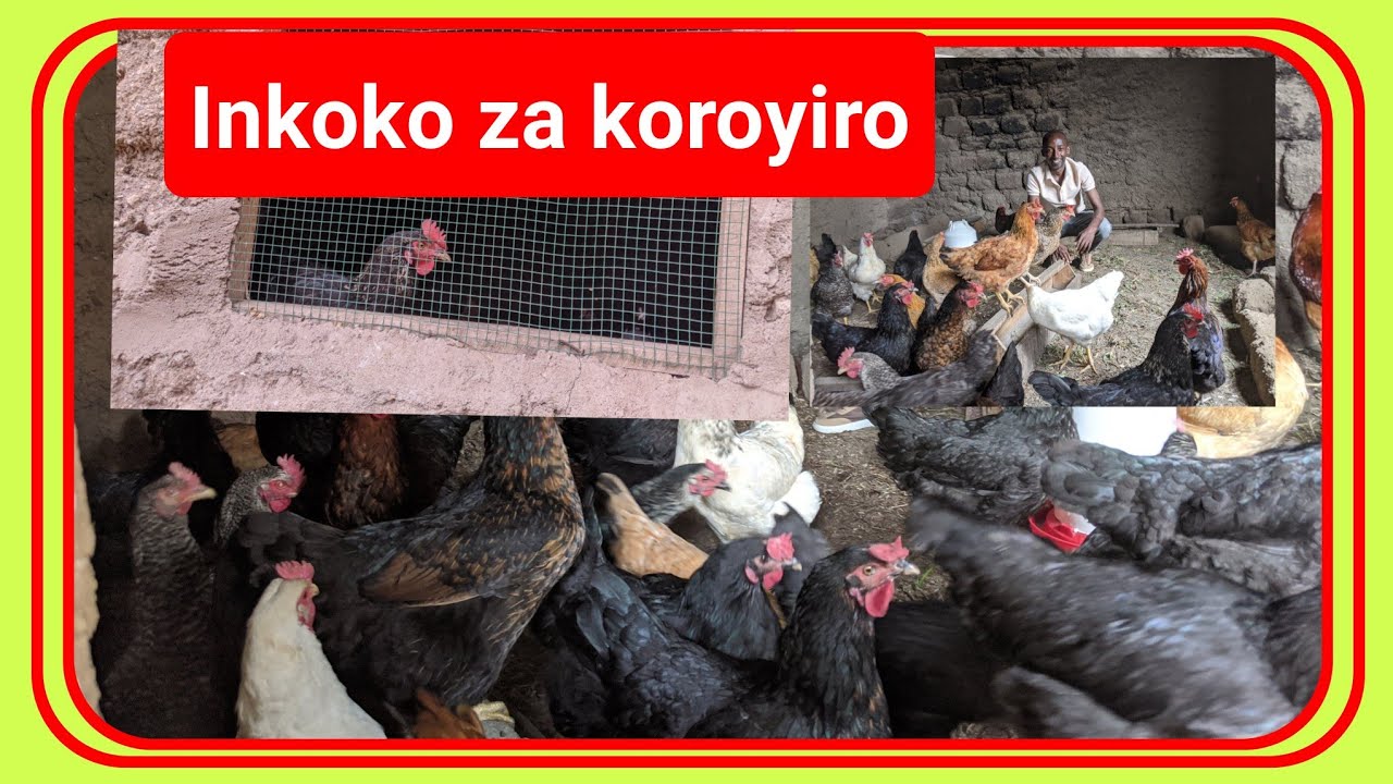 Inkoko 2 zavuyemo 40 mu mwaka umwe, zinjiza 75,000 /ukwezi