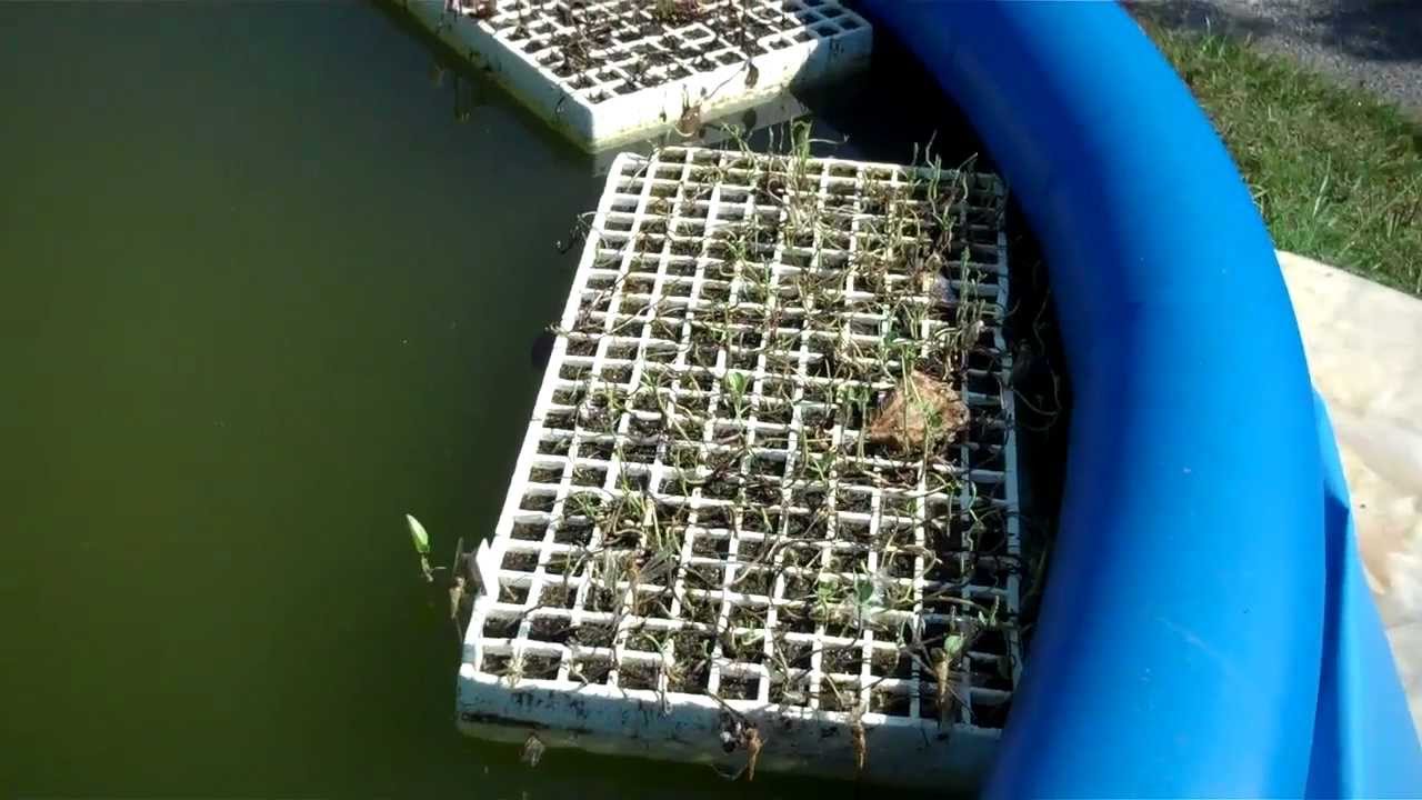 Raising Dragonflies