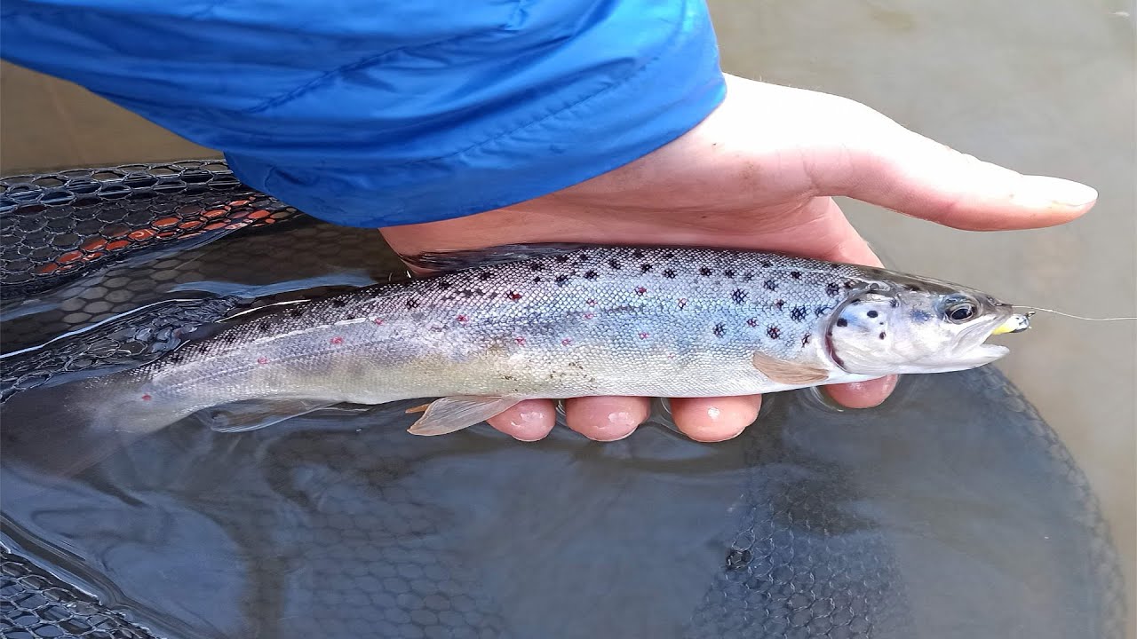 Pêcher la TRUITE en EAU TROUBLE