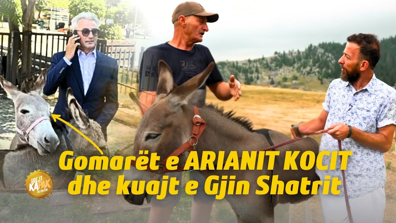 Gomarët e ARIANIT KOCIT dhe 🐎 kuajt e GJIN SHATRIT/Miloti pi qumështin e DHISË direkt nga gjiri