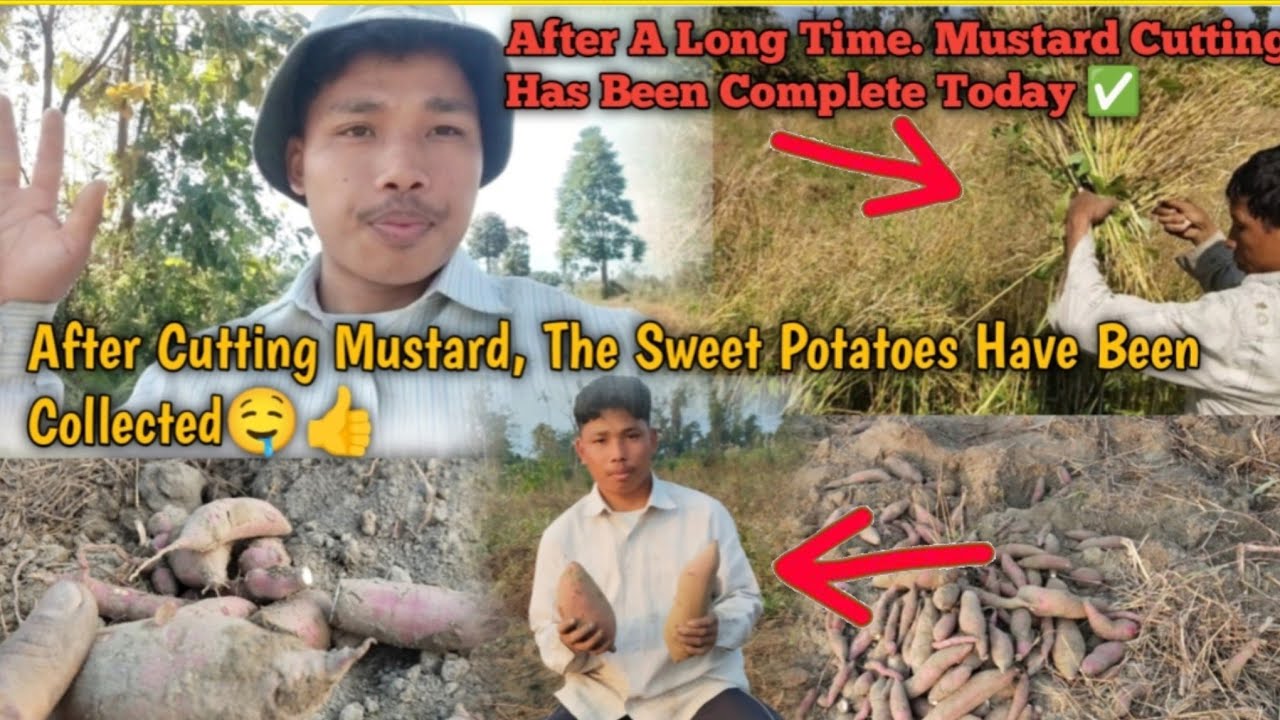 After A Long Time. Mustard Cutting Has Been Complete Today ✅ Sweet Potatoes Collection 😆👌