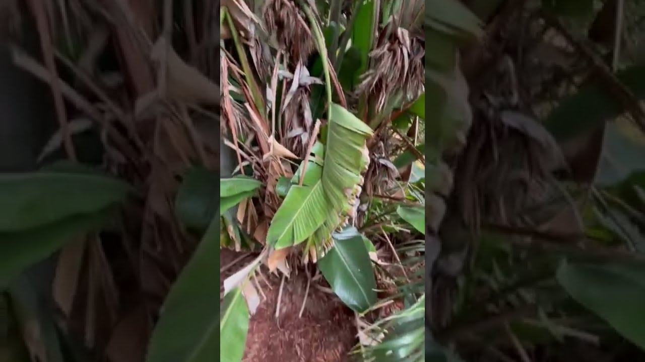 Giant White Bird of Paradise - Strelitzia nicolai