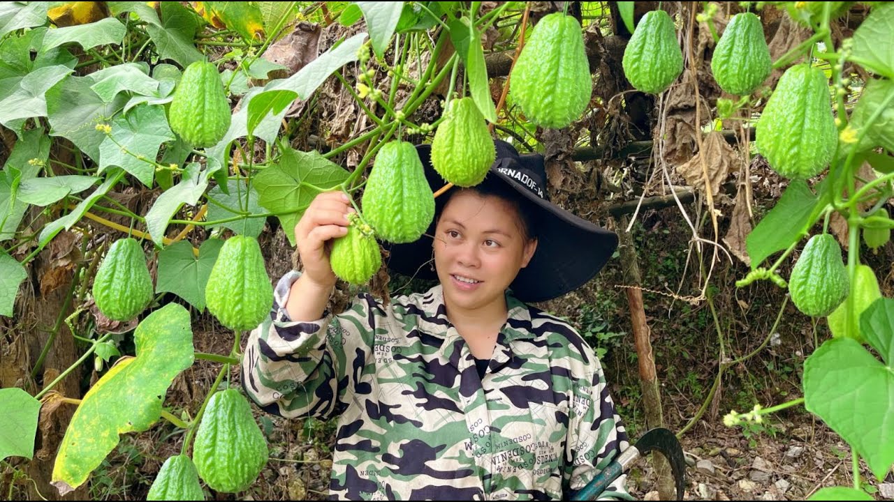 picked some mirliton and chestnuts today今天摘些佛手瓜再撿些板栗，回家簡單做一餐好吃的