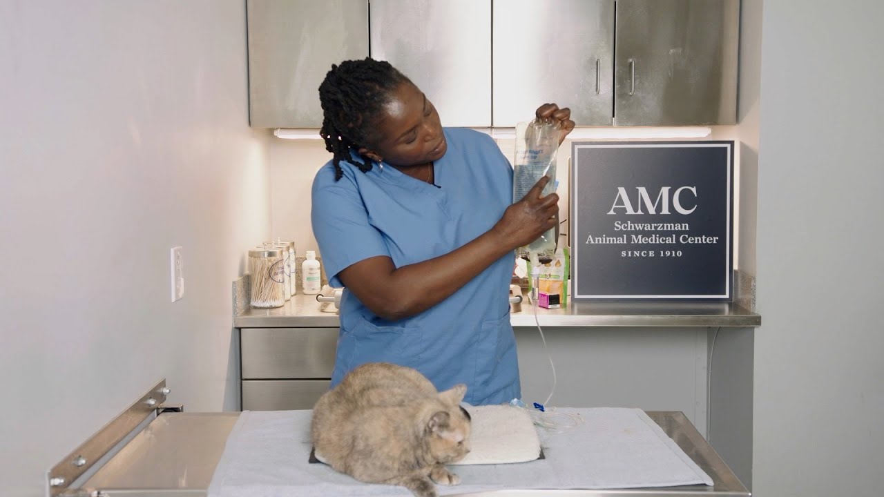 How to Give Subcutaneous (SQ) Fluids to Your Pet