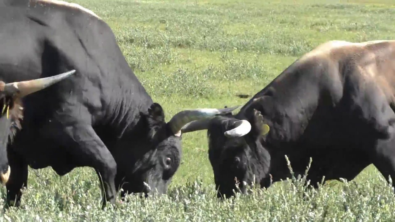 Vlog #4 Bronsttijd Heckrunderen