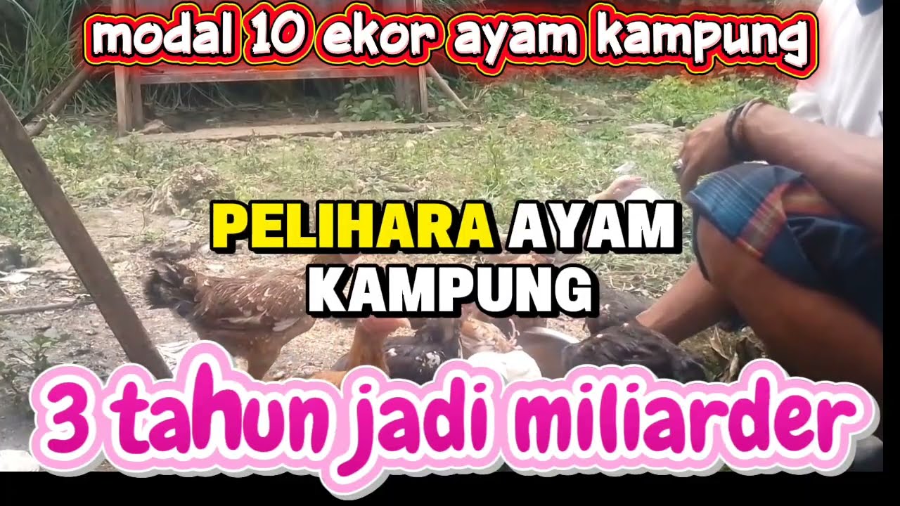 Modal 10 ekor indukan ayam kampung