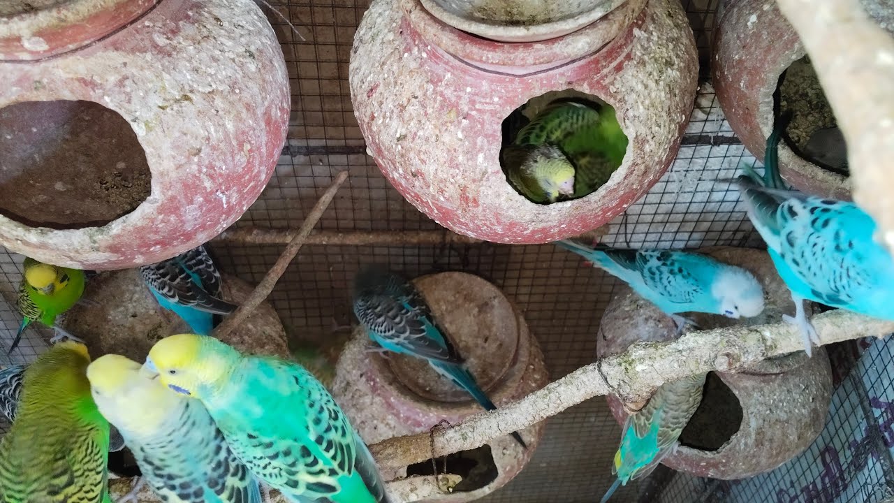 Ravi Birds is live!