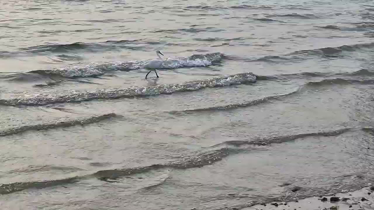 Al Mamzar Al Sharjah Surfing Beach Walk me chasing bird so he flew