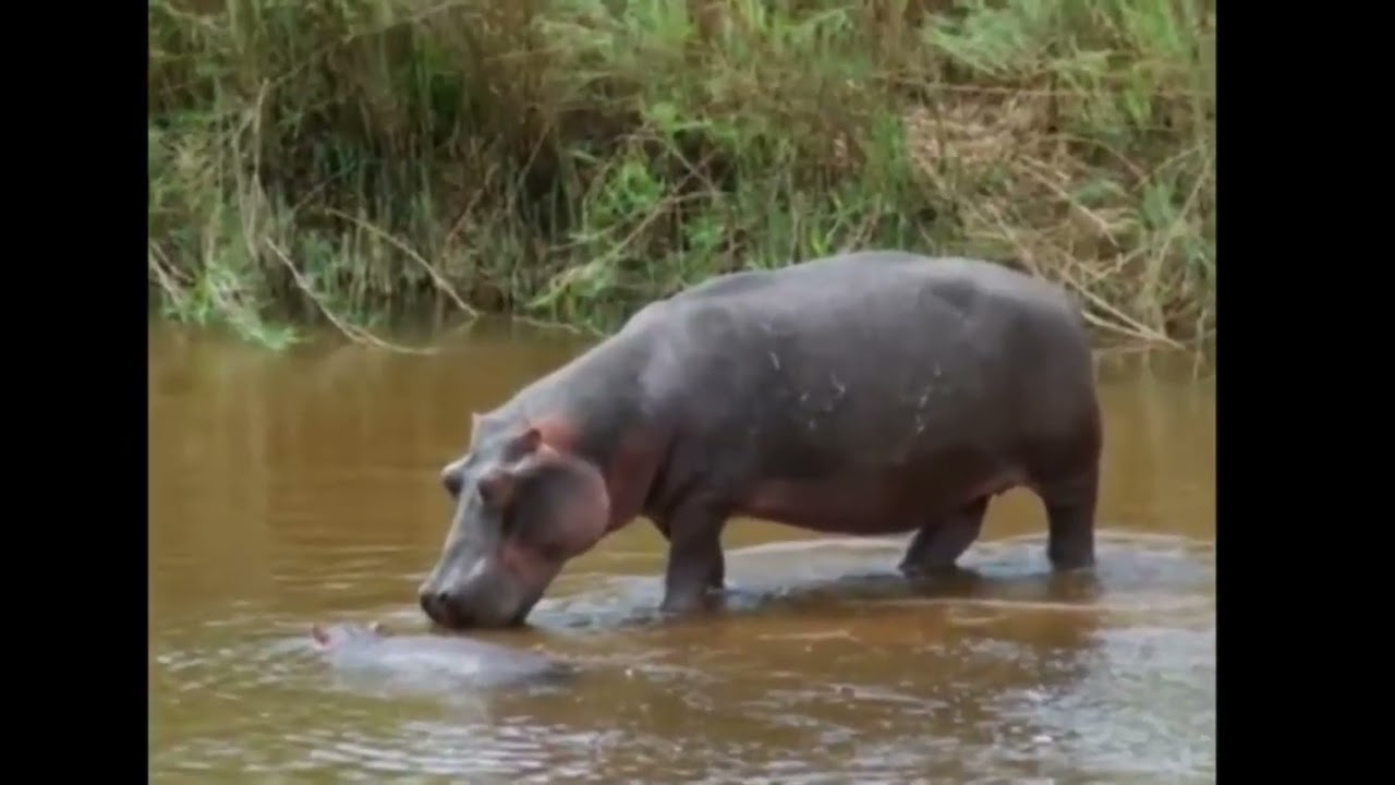 From Hippos to Luxury: A Park's Wild Transformation!