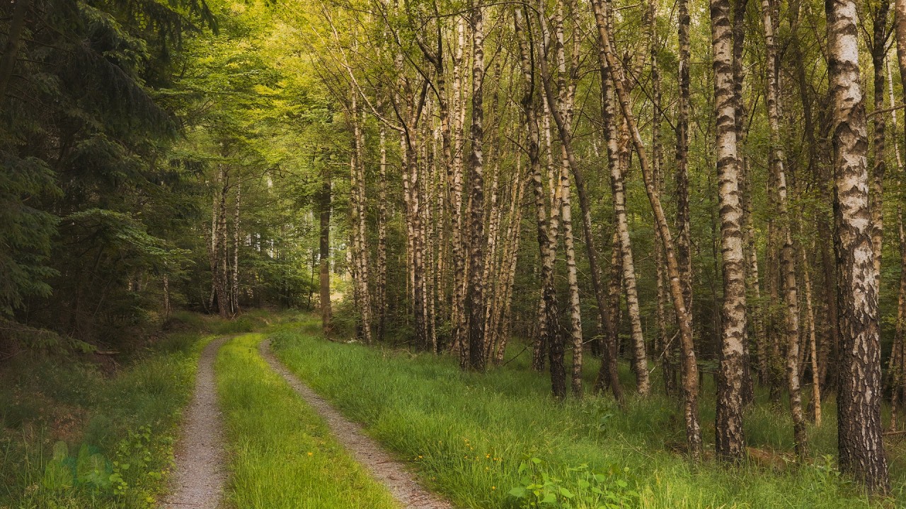 🌳 4K - Relaxing Nature Sounds For Stress Relief, Forest Sounds, Bird Song, No AI