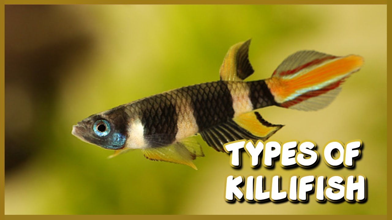 Types of Killifish