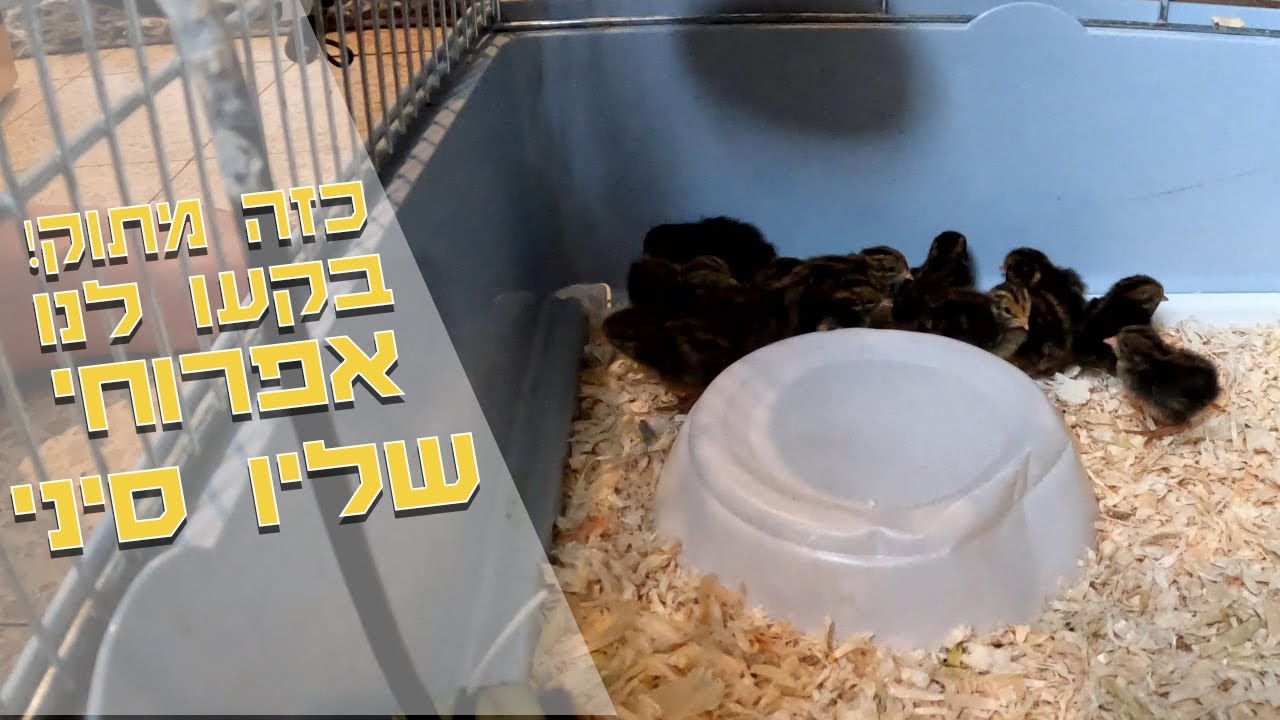 אפרוחים מתוקים בוקעים במדגרה - קבלו אותו, שליו סיני
