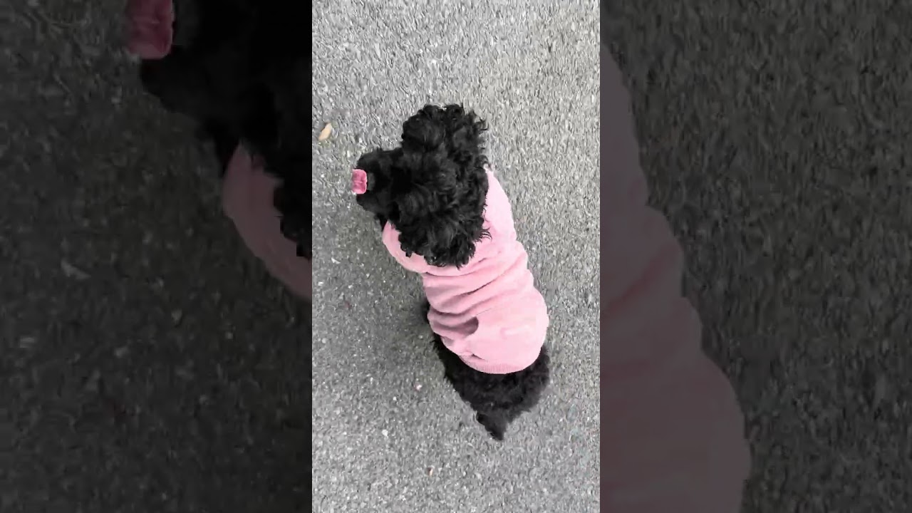 🐾 January 3rd Park Walk with Barbie the Cavapoo | Cozy Winter Dog Vlog