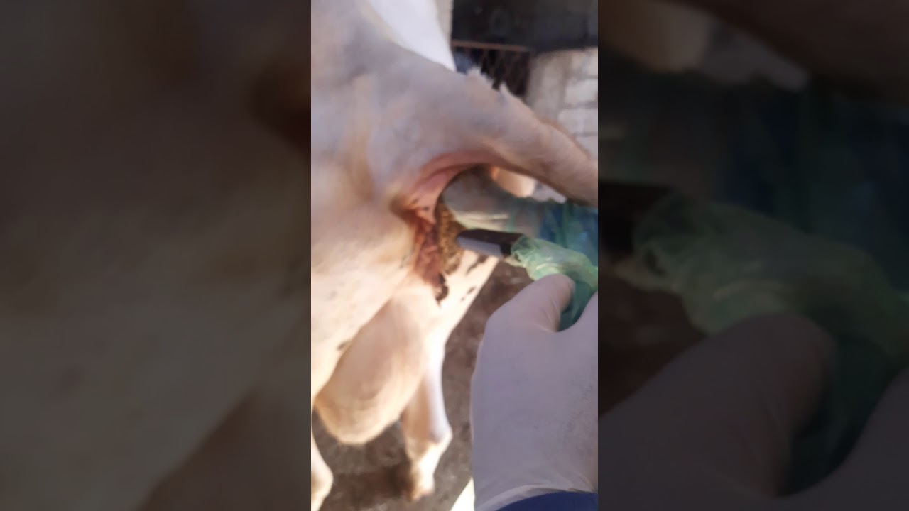 فحص حمل عند الأبقار بواسطة الايكو/ د. مجد الدين الاسماعيلPregnancy test for cows by echo / Dr.  Majd