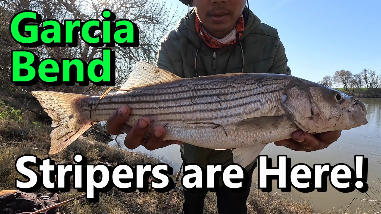 Sacrament River! Striper Fishing! Garcia Bend! Monster Fish!