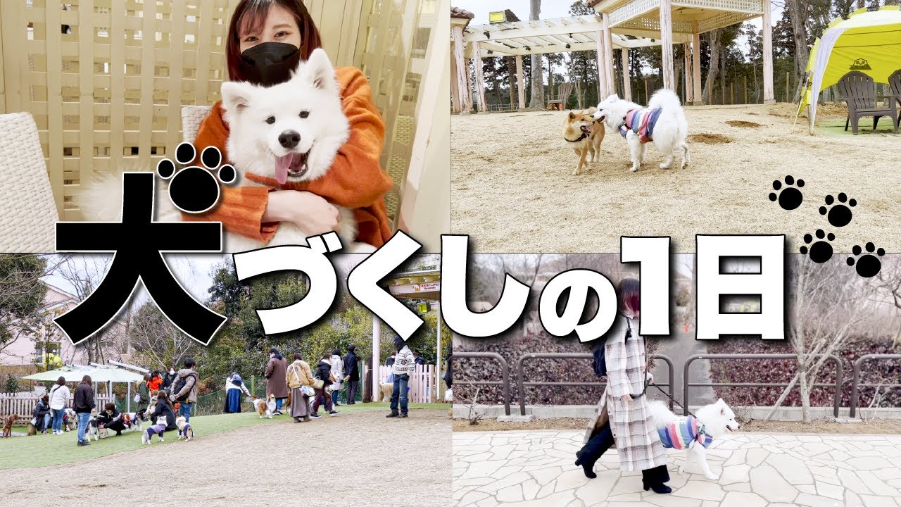 愛犬と一緒に最高の１日を過ごしてきました【サモエド】