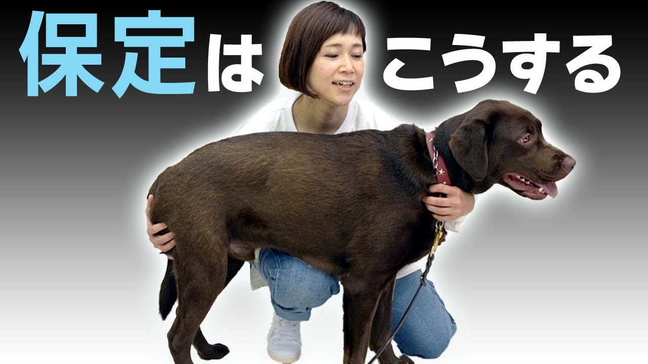 犬の保定 ワン！ポイントアドバイス