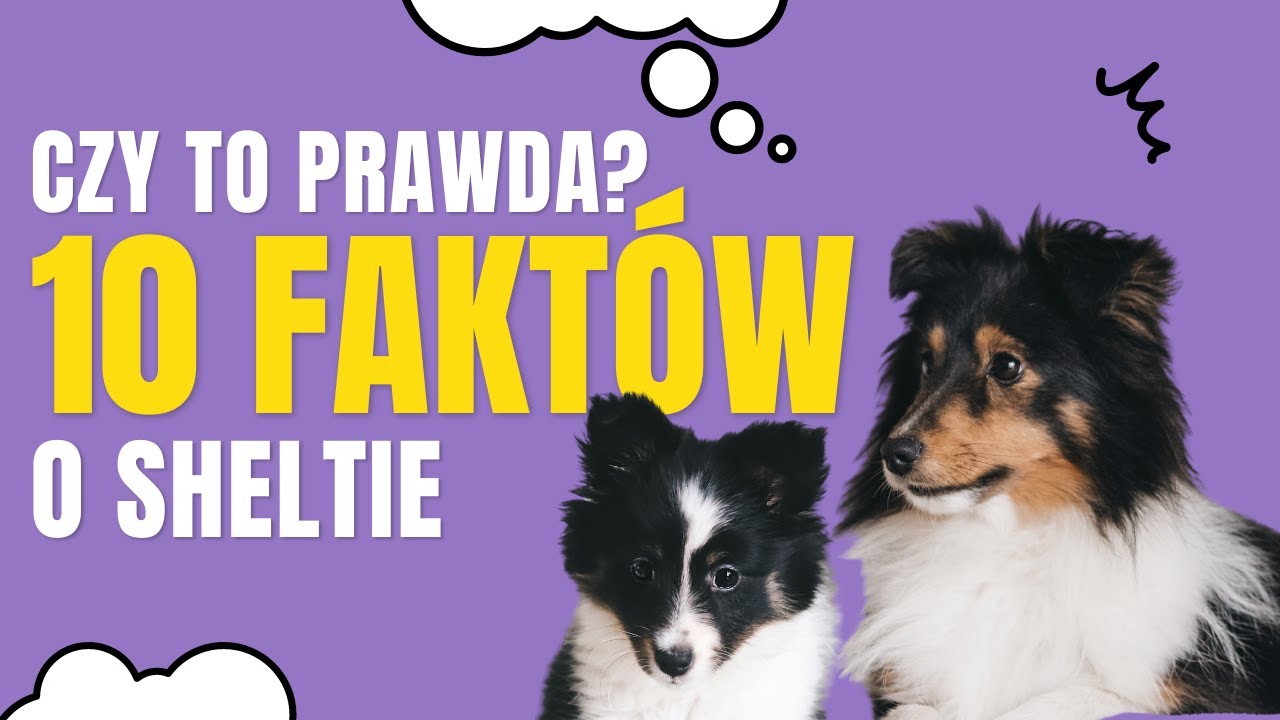 10 FAKTÓW O SHELTIE Z INTERNETU - CZY SĄ PRAWDZIWE? | PAULINA I PSY