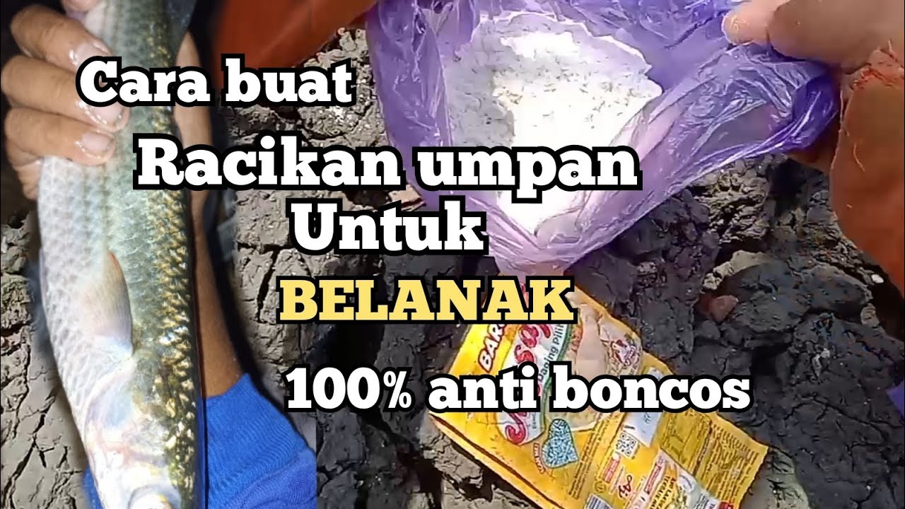 cara buat, Racikan umpan untuk belanak 100%