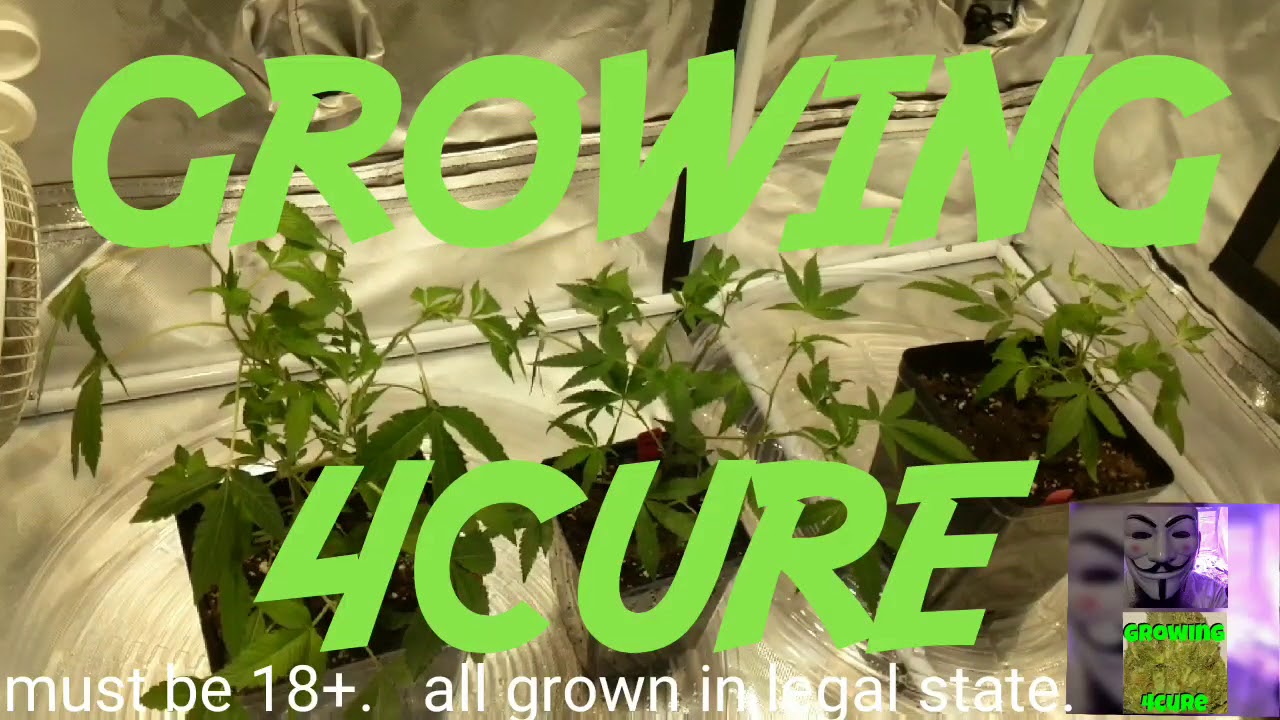 LED Medical marijuana grow tent only 200 watts: LEMON Tree strain