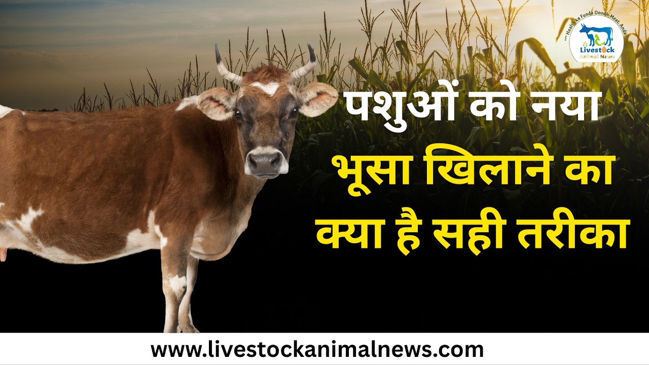 पशुओं को नया भूसा खिलाने का क्या है सही तरीका